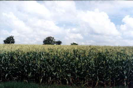 Muestra de cultivo principal, el maz, del que se cosechan 10,000 has anuales.