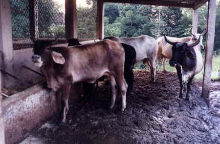 El municipio cuenta con aproximadamente 48,800 cabezas de ganado bovino.